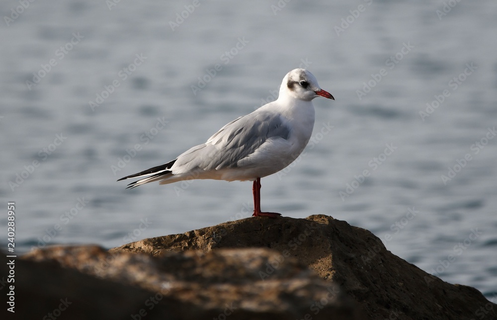 gaviota gaviota