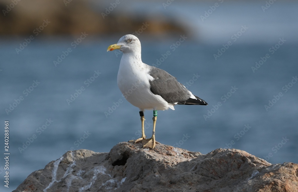 gaviota gaviota