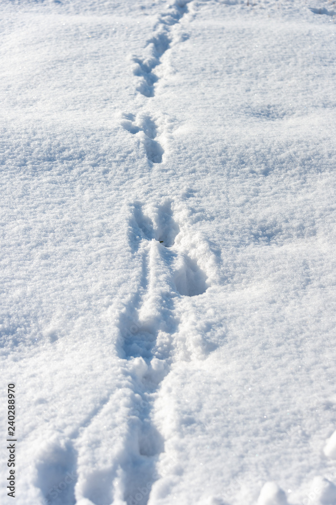 dog tracks in the snow dog tracks in the snow
