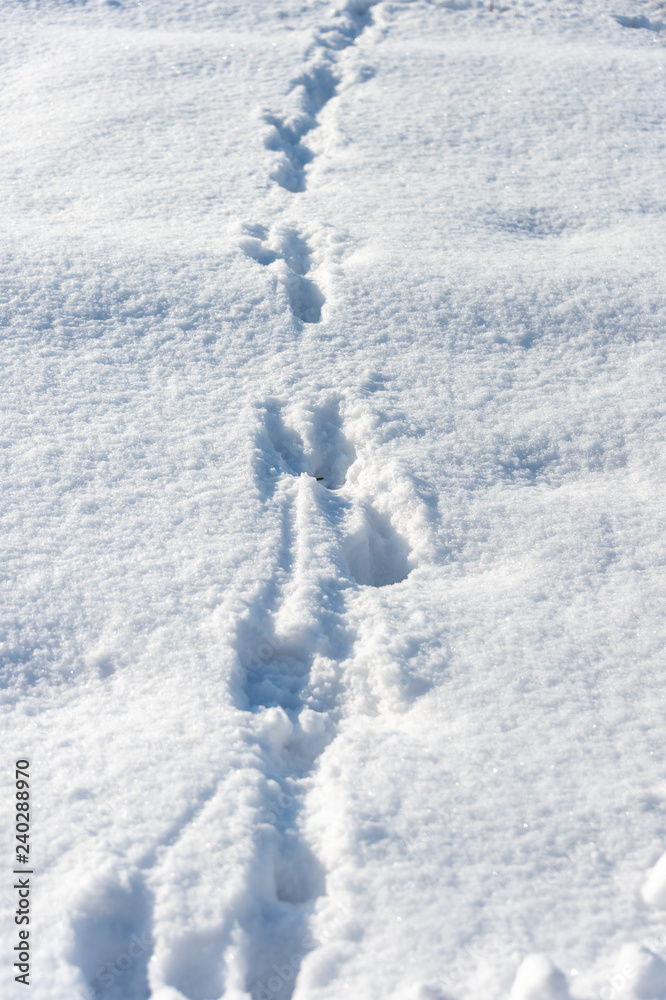 dog tracks in the snow