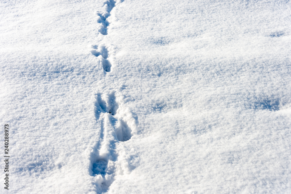 dog tracks in the snow