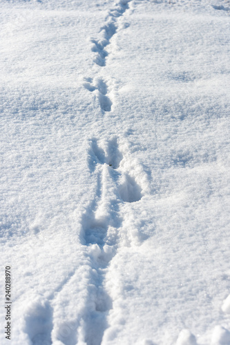 dog tracks in the snow © donikz