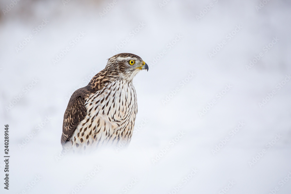 Birds of prey - Young northern goshawk (Accipiter gentilis). Wildlife scenery winter time. Birds of prey - Young northern goshawk (Accipiter gentilis). Wildlife scenery winter time.