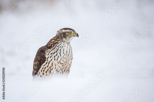 Birds of prey - Young northern goshawk (Accipiter gentilis). Wildlife scenery winter time. © Branislav
