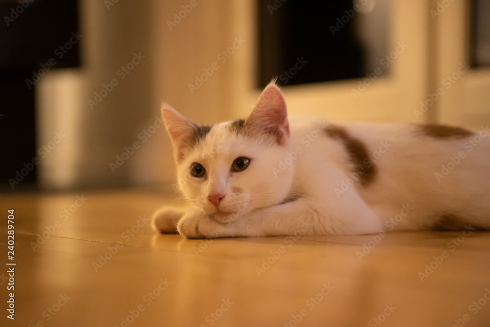 White cat with green eyes, close up, lying on the floor White cat with green eyes, close up, lying on the floor