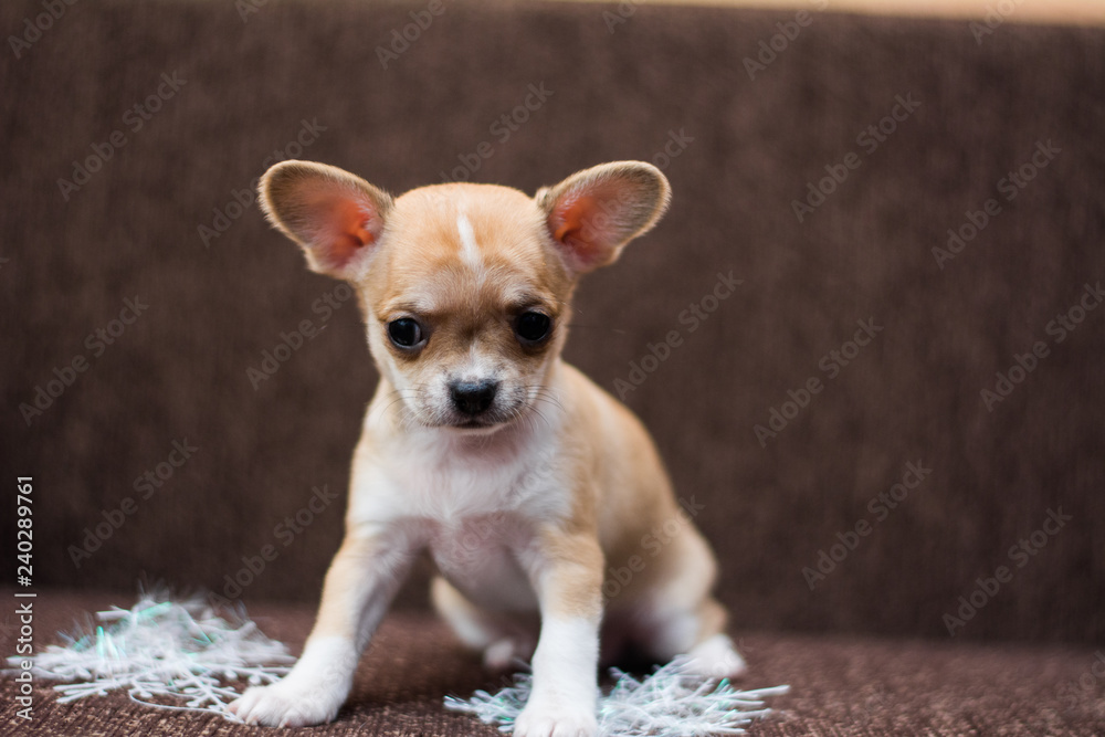 Chihuahua puppy dog christmas spitz Chihuahua puppy dog christmas spitz