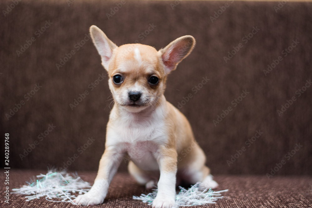 Chihuahua puppy dog christmas spitz Chihuahua puppy dog christmas spitz