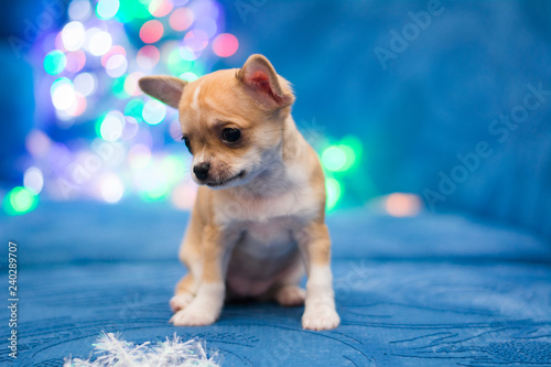 Fototapeta Naklejka Na Ścianę i Meble -  Chihuahua puppy dog ​​christmas spitz