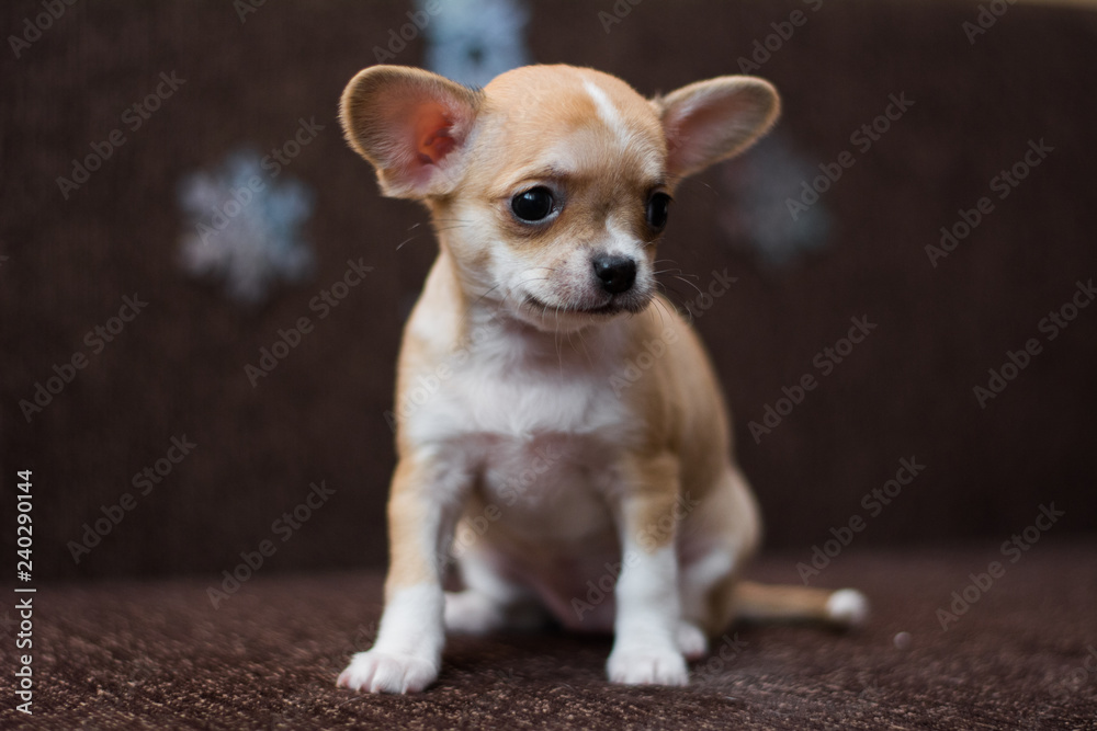 Chihuahua puppy dog christmas spitz Chihuahua puppy dog christmas spitz