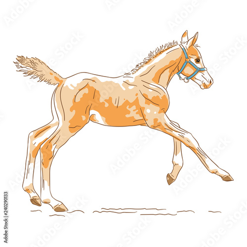 Young chestnut foal is running, vector Illustration