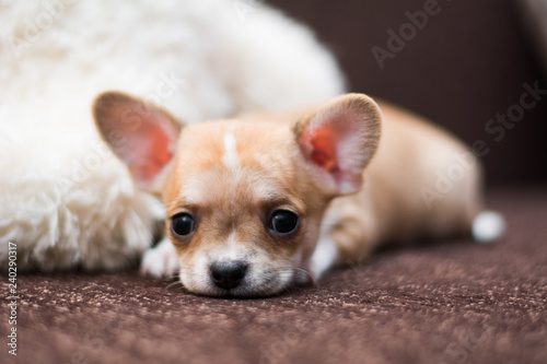 Chihuahua puppy dog ​​christmas spitz © Дария