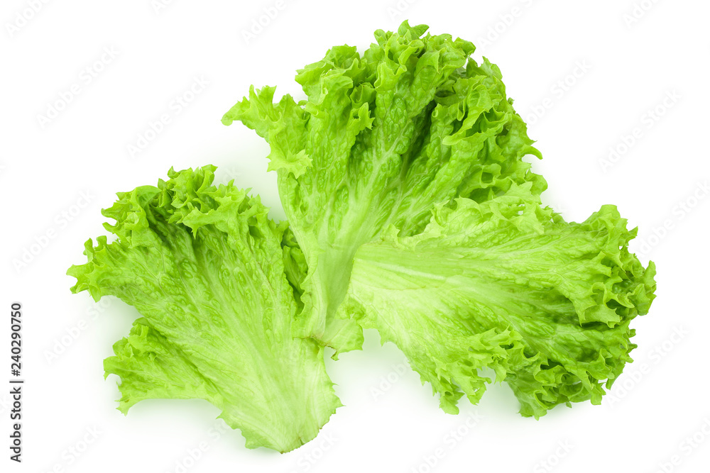 Lettuce leaf isolated on white background close up Lettuce leaf isolated on white background close up