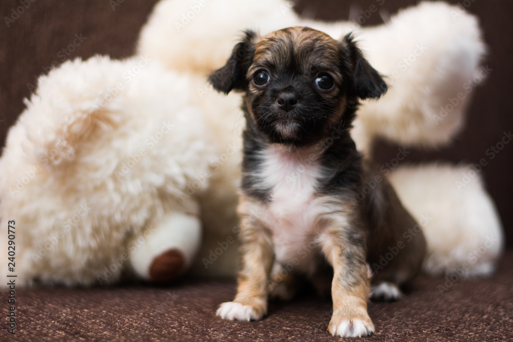 Chihuahua puppy dog christmas spitz Chihuahua puppy dog christmas spitz