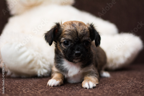 Wallpaper Mural Chihuahua puppy dog ​​christmas spitz Torontodigital.ca