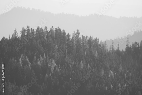 Trees on a hillside faded in a hazy fog photo