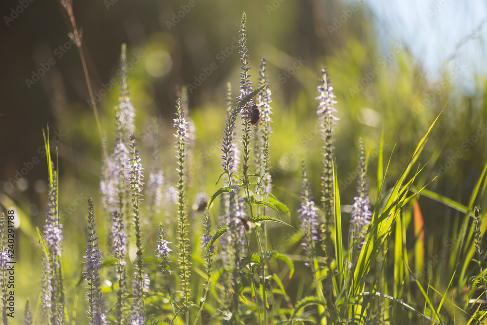 Beautiful meadow with wild flowers and bees.