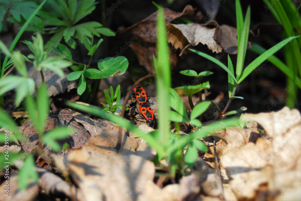 Red beetle (pyrrhocoris apterus) on a green leaf Red beetle (pyrrhocoris apterus) on a green leaf