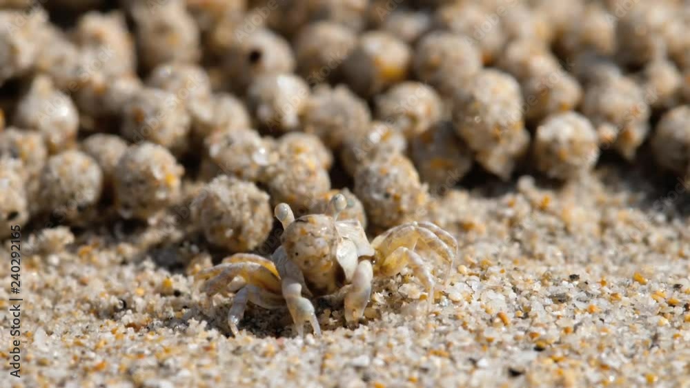 Sand bubbler crab, close-up