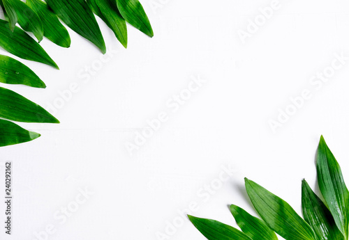 Frame for a banner with natural leaves. Background with leaves for design. Photo of natural leaves with space for copispeys. View from above