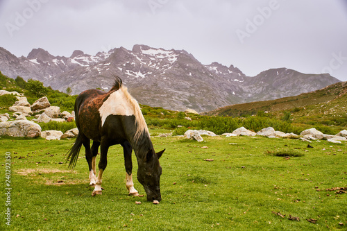 A horse eating grass on a green meadow in high mountains of Corsica GR20
