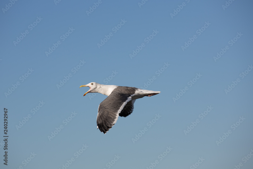 Seagull flying over the coastline of La Jolla California Seagull flying over the coastline of La Jolla California