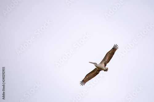 Ak pelikan    Pelecanus onocrotalus    Great White Pelican