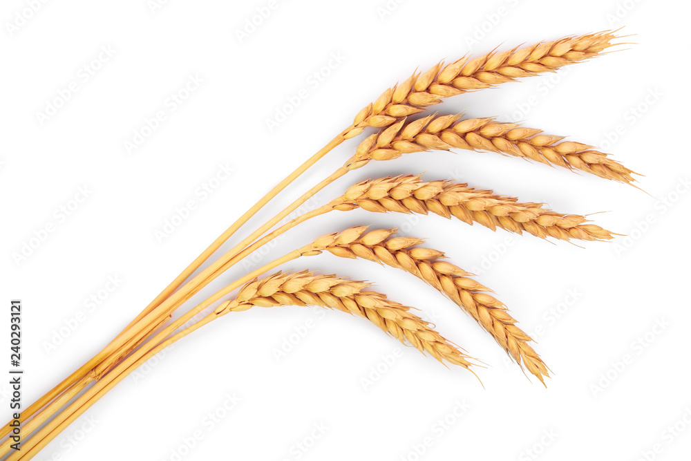 ears of wheat isolated on white background. Top view - obrazy, fototapety, plakaty 