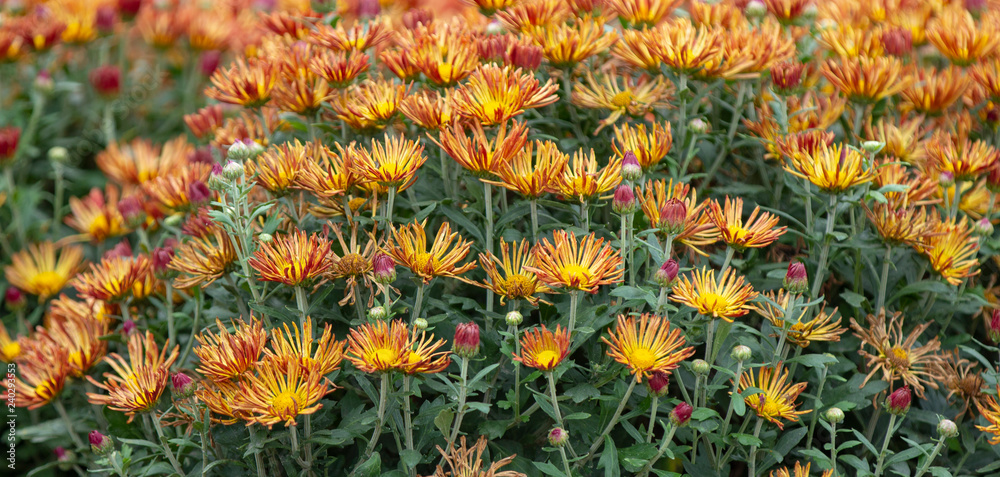 Fototapeta premium Beautiful colored Chrysanthemum flowers on a flower bed. Natural carpet in the garden.