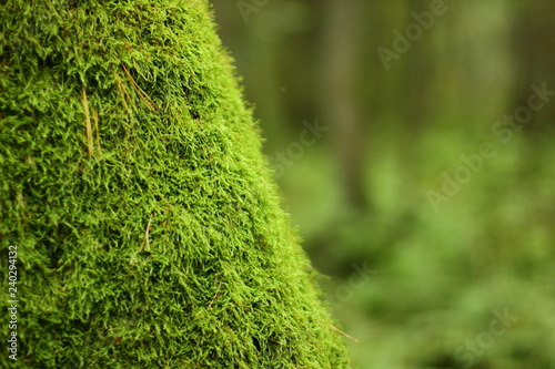 Beautiful thick moss on a tree