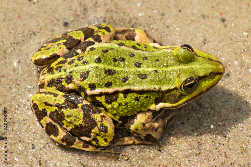 Der Frosch-könig vom Rügen Bodden Der Frosch-könig vom Rügen Bodden
