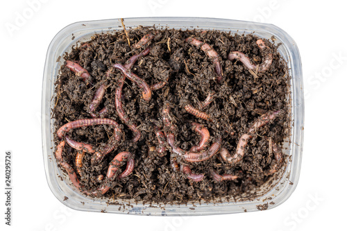 Red worms Dendrobena in a box in manure, earthworm live bait for fishing isolated on white background. Close up and top view