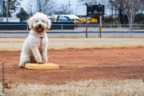 dog playing baseball