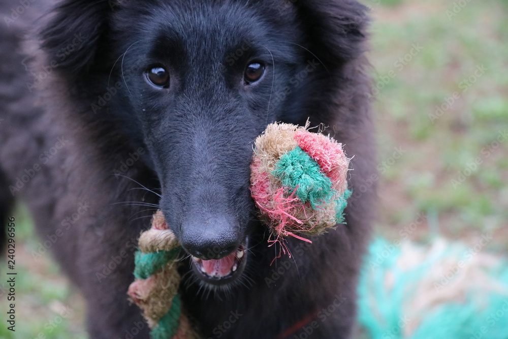 Fototapeta premium Hund spielt