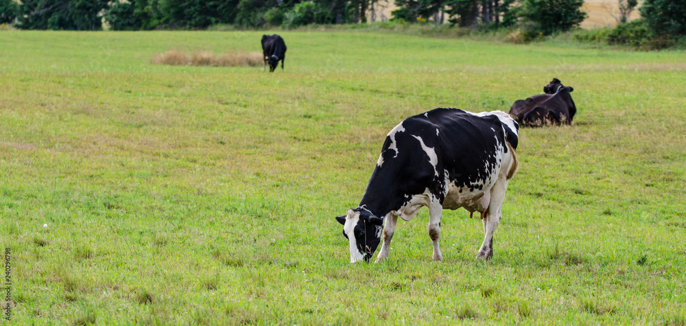Holstein Friesians dairy cow grazing in a meadow, these animals are known as the world's highest production dairy animals. Holstein Friesians dairy cow grazing in a meadow, these animals are known as the world's highest production dairy animals.