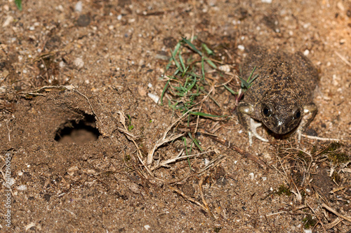 pelobates cultripes et son nid toad 