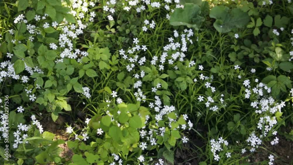 Carpet of blooming white forest flowers. Real time, camera movement, outdoor, in the forest in spring or summer, high angle, medium shot, panning Carpet of blooming white forest flowers. Real time, camera movement, outdoor, in the forest in spring or summer, high angle, medium shot, panning