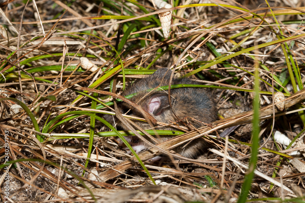 souris mouse caché sous la vegetation