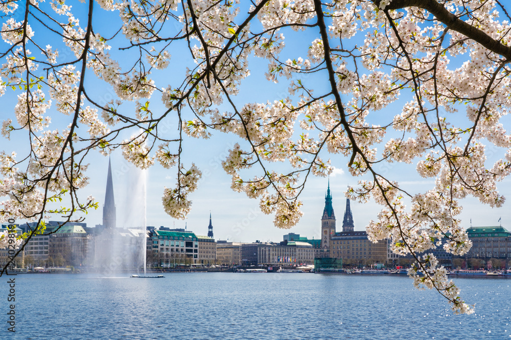 A Japanese white cherry blossom tree (Prunus serrulata) in the spring at the lake Binnenalster in Hamburg, Germany. A Japanese white cherry blossom tree (Prunus serrulata) in the spring at the lake Binnenalster in Hamburg, Germany.