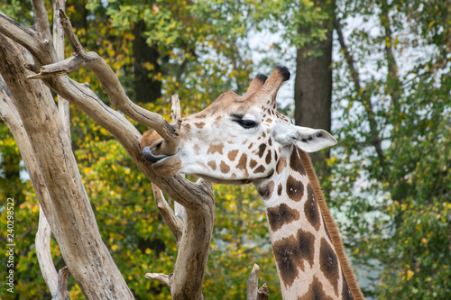 The giraffe  who is just tasting a tree