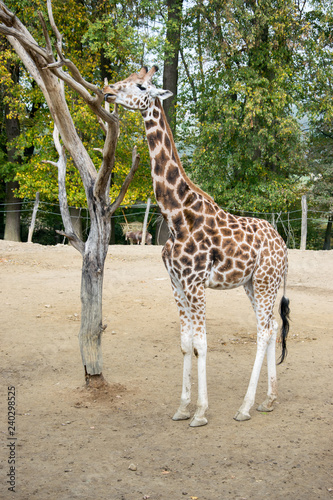 The giraffe who tastes the leaves on the tree