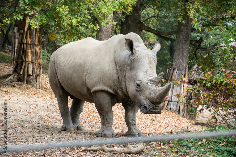 Obraz premium Big strong rhinoceros standing under the trees