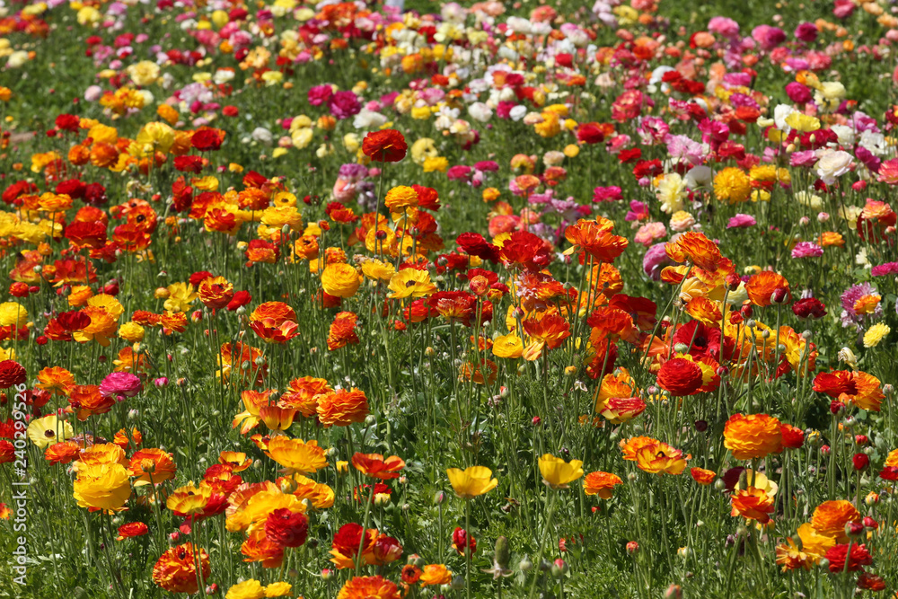 Colorful flower fields
