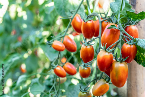 Close-up of fresh red tomatoes growing on a branch in the garden  RIpe garden tomatoes ready for picking.