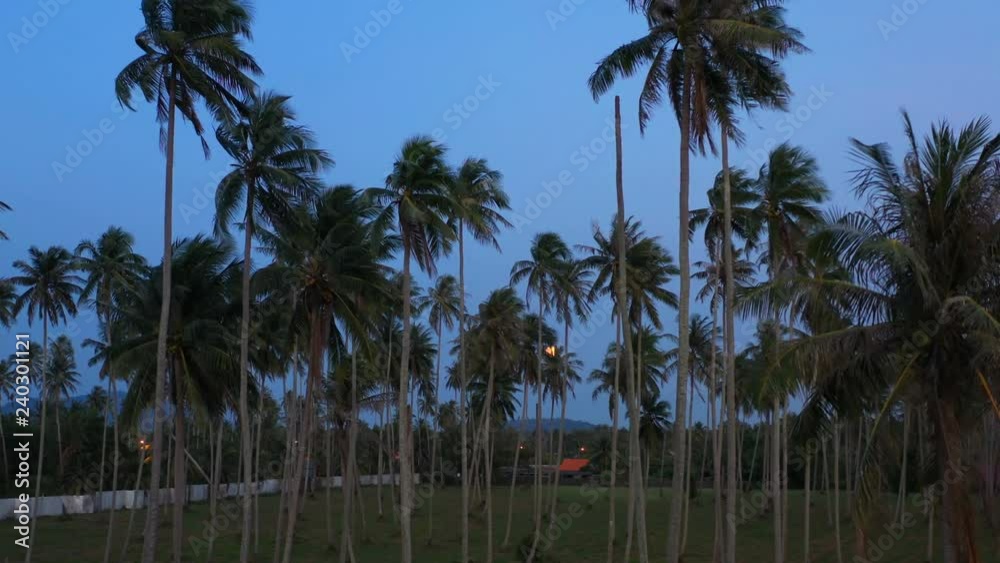 full moon above the coconut field at Pilay Natai beach Phang Nga full moon above the coconut field at Pilay Natai beach Phang Nga