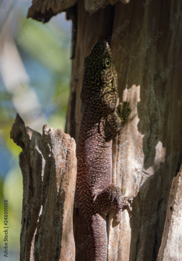 Obraz premium Giant Tree Gecko
