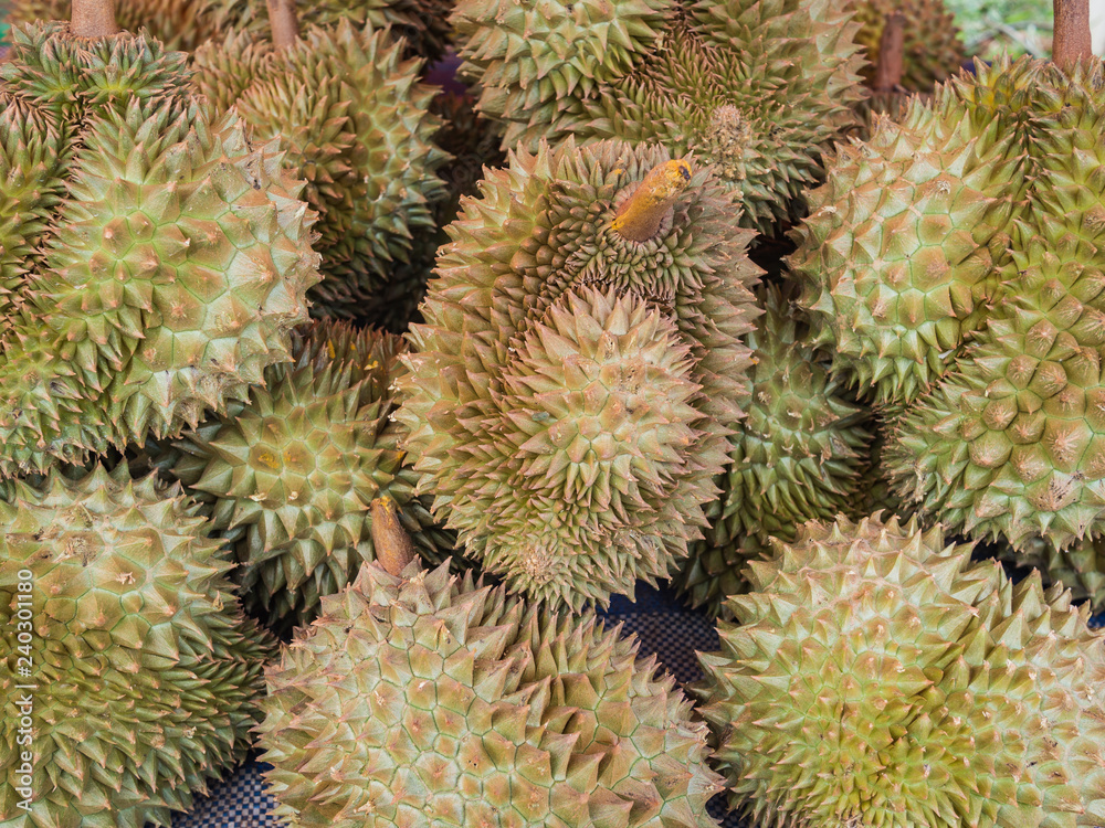 Durian fruits Durian fruits