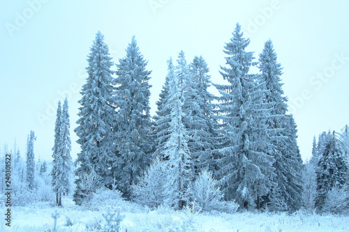 Beautiful winter forest and cloudy weather. Trees covered with snow. Background. Landscape.