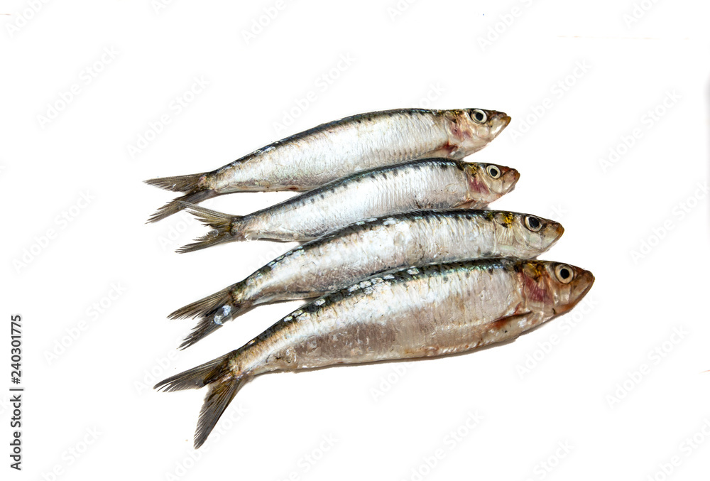 Sardines raw on white background, isolated