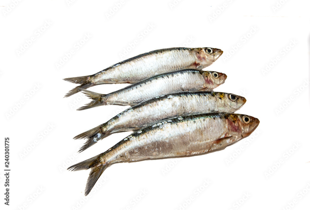 Sardines raw on white background, isolated Sardines raw on white background, isolated