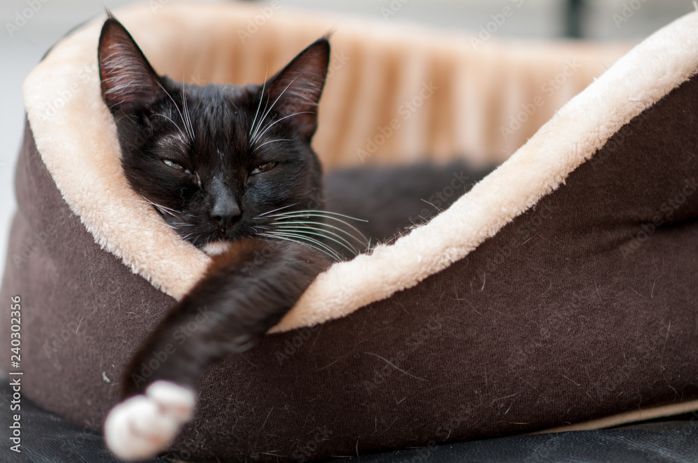 Fototapeta premium cat is resting in the cat bed